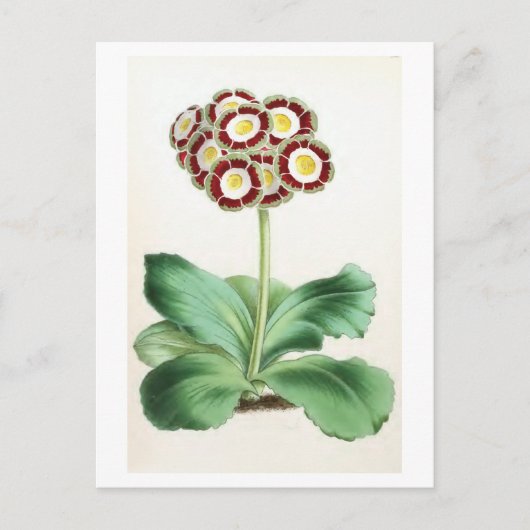 Carte Postale Illustration Vintage de "Aurycle" (Devant)