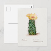 Carte Postale Illustration vintage de Cactus de ruche (Devant / Derrière)
