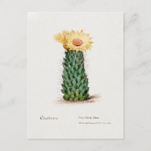 Carte Postale Illustration vintage de Cactus de ruche