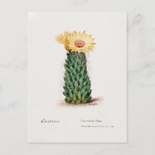 Carte Postale Illustration vintage de Cactus de ruche (Devant)