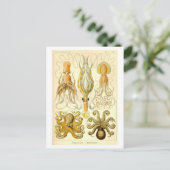 Carte Postale Illustration vintage de calmars et de pieuvres (Debout devant)