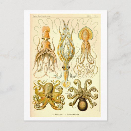 Carte Postale Illustration vintage de calmars et de pieuvres (Devant)
