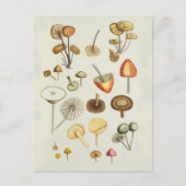 Carte postale / illustration Vintage de champignon (Devant)