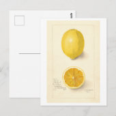 Carte postale Illustration Vintage de citron (Devant / Derrière)