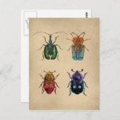 Carte Postale Illustration Vintage de Coléoptères (Devant / Derrière)