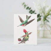 Carte Postale Illustration vintage de colibri (Debout devant)
