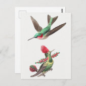 Carte Postale Illustration vintage de colibri (Devant / Derrière)
