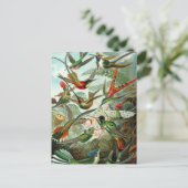 Carte Postale Illustration vintage de colibri (Debout devant)