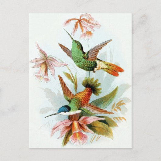Carte Postale Illustration vintage de colibri (Devant)