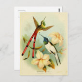 Carte Postale Illustration vintage de colibri (Devant / Derrière)