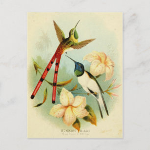 Carte Postale Illustration vintage de colibri