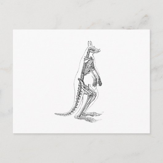 Carte Postale Illustration vintage de Kangaroo Skeleton - années (Devant)