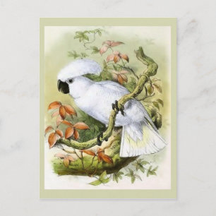 Carte Postale Illustration Vintage de la Cockatoo à pois de souf