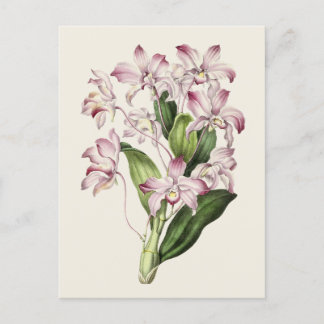 Carte Postale Illustration vintage de la fleur de dendrobium