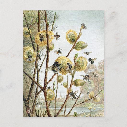 Carte Postale Illustration Vintage de l'abeille (Devant)