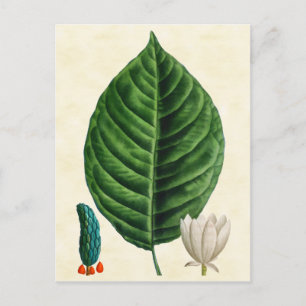 Carte Postale Illustration vintage de l'arbre à concombre botani
