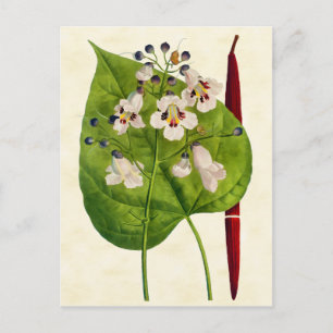 Carte Postale Illustration vintage de l'arbre du Catalpa botaniq