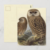 Carte Postale Illustration Vintage de Laughing Owl (Devant / Derrière)