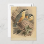 Carte Postale Illustration vintage de Nuthatch (Devant / Derrière)