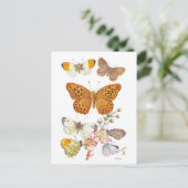 Carte Postale Illustration vintage de papillon (Debout devant)