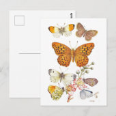 Carte Postale Illustration vintage de papillon (Devant / Derrière)