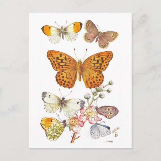 Carte Postale Illustration vintage de papillon (Devant)