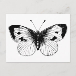 Carte Postale Illustration vintage de papillon du chou blanc