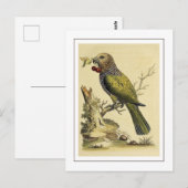 Carte Postale Illustration vintage de perroquet rouge (Devant / Derrière)
