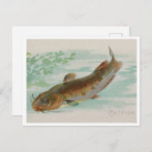 Carte Postale Illustration vintage de poisson-chat (Devant / Derrière)