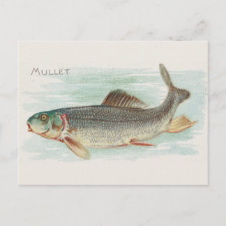 Carte Postale Illustration vintage de poissons multicolores