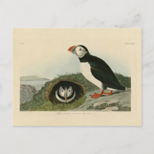 Carte Postale Illustration vintage de pouffin