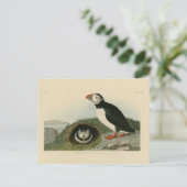 Carte Postale Illustration vintage de pouffin (Debout devant)