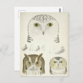 Carte Postale Illustration vintage de trois hiboux (Devant / Derrière)