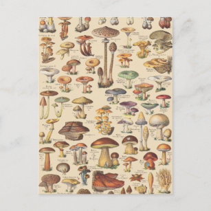 Carte Postale Illustration vintage des champignons