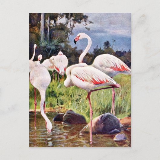 Carte Postale Illustration Vintage des Flamants roses roses (Devant)
