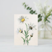 Carte Postale Illustration vintage des marguerites de 1902 (Debout devant)