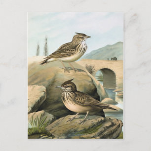 Carte Postale Illustration Vintage des oiseaux des Larks