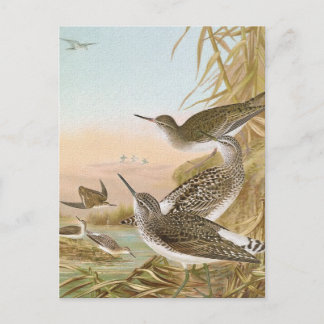 Carte Postale Illustration Vintage des "Sandpipers"