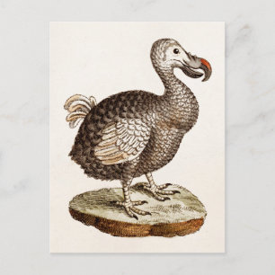 Carte Postale Illustration vintage Dodo Bird 1700s Dodo Birds
