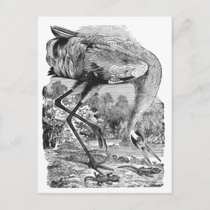 Carte Postale Illustration vintage d'oiseau NB Grue de Whoop