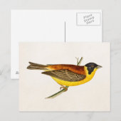Carte Postale Illustration vintage d'oiseaux chanteurs - Oiseaux (Devant / Derrière)