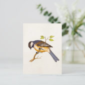 Carte Postale Illustration vintage d'oiseaux chanteurs - Oiseaux (Debout devant)