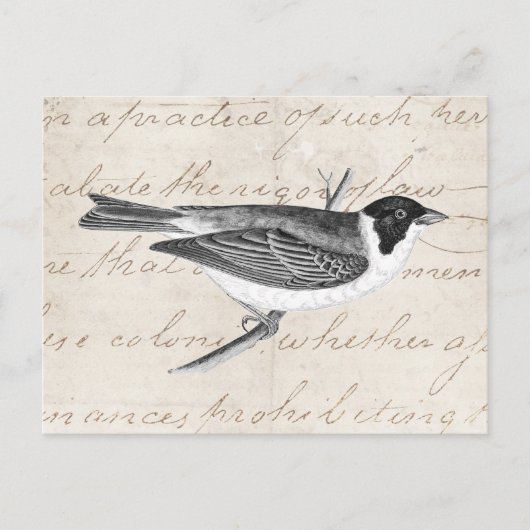 Carte Postale Illustration vintage d'oiseaux chanteurs - Oiseaux (Devant)