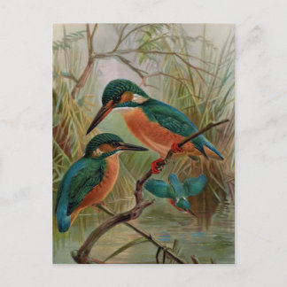 Carte Postale Illustration Vintage d'oiseaux du martin pêcheur