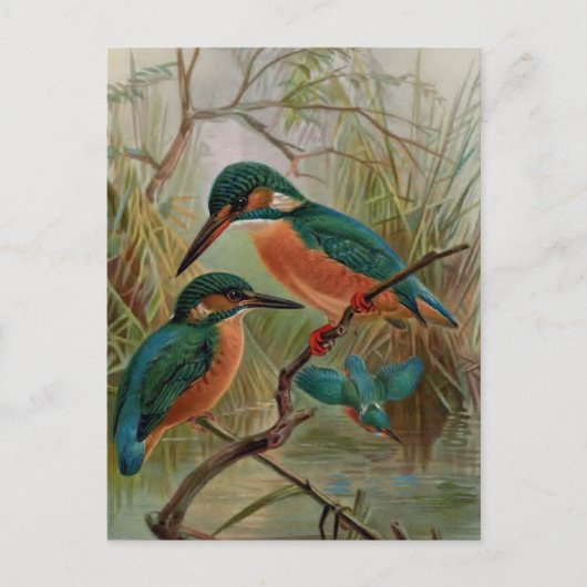 Carte Postale Illustration Vintage d'oiseaux du martin pêcheur (Devant)