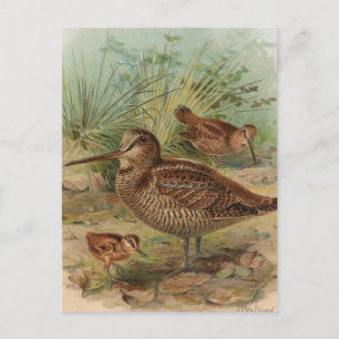 Carte Postale Illustration Vintage d'oiseaux "Woodcock"