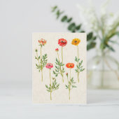 Carte Postale Illustration vintage du calendula botanique (Debout devant)
