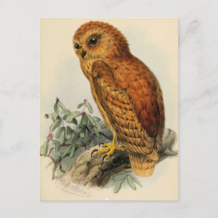 Carte Postale Illustration vintage du Hibou pêcheur roux