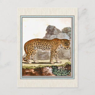 Carte Postale Illustration vintage du léopard