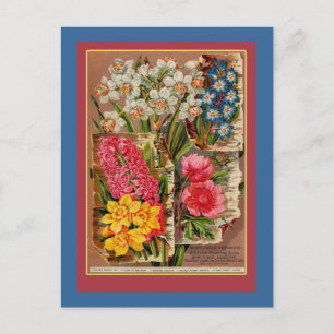 Carte Postale Illustration Vintage du paquet de semences Mayflow